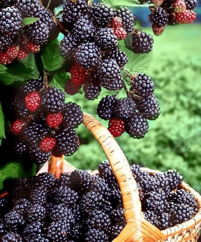 Fruit Seeds Variety Pack 1500pcs 6 Types – High Yield – 400pcs Strawberry, 200pcs Blueberry, 300pcs Raspberry, 300pcs Mulberry, 200pcs Cranberry,20 Cherry