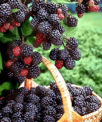 Fruit Seeds Variety Pack 1500pcs 6 Types – High Yield – 400pcs Strawberry, 200pcs Blueberry, 300pcs Raspberry, 300pcs Mulberry, 200pcs Cranberry,20 Cherry