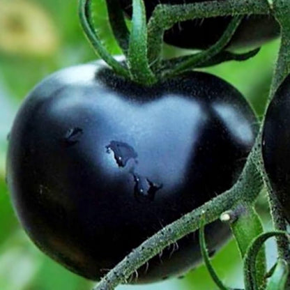 Black Tomato Seeds for Planting 20+ Seeds