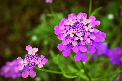 Set of 200 Assorted Flower Seed Packets! Flower Seeds in Bulk - 20+ Varieties Available!