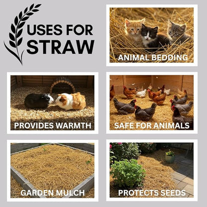 100% Natural Wheat Straw for Animal Bedding, Garden Mulch, Compost & Fertilizer, and Grass Cover (15 Pounds)