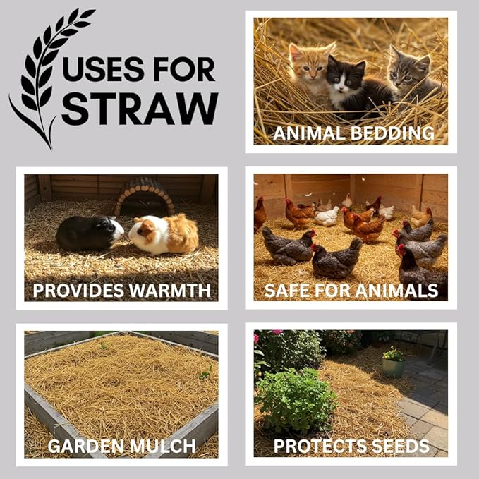 100% Natural Wheat Straw for Animal Bedding, Garden Mulch, Compost & Fertilizer, and Grass Cover (2 Pounds)