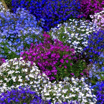 5200+ Perennial Mixed Lobelia Seeds for Planting-Non-GMO Heirloom Lobelia Ground Cover Flowers Great for Hanging Baskets, Pots and Containers