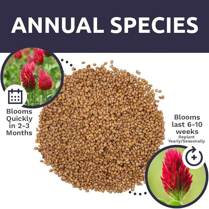 Crimson Clover Seeds for Planting – Bulk 5 Pounds – Over 400,000 Open Pollinated Non-GMO Seeds – Trifolium incarnatum