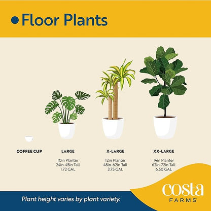 Costa Farms Majesty Palm Live Plant in Decorative Pot, Indoor Houseplant, Perfect for Home, Room, or Office Decor, Great House Warming or Birthday Gift, 3-4 Feet Tall