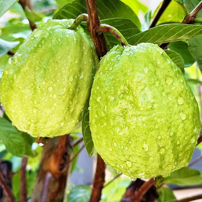 Dwarf Guava Seeds for Planting Outdoor, 15pcs Guava Tree Fruits Seeds Non-GMO Heirloom Sweet Edible Fruit, Sweet Juicy Fruits Plants in Your Home Garden