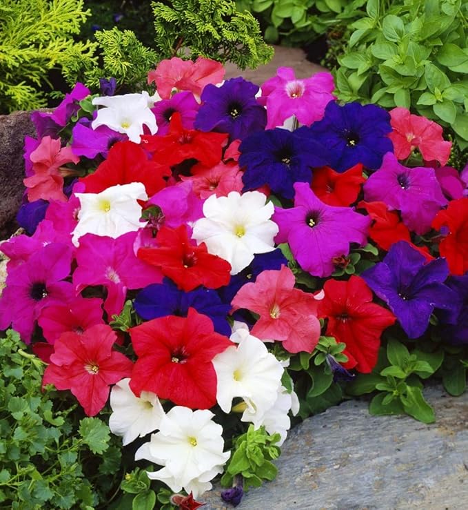 Seeds Petunia Triumph Rainbow Mix - Annual Flowers for Planting - GMO Free