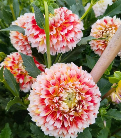 100+ Mixed Colors Dahlia Seeds Dream Flowers Garden Planting