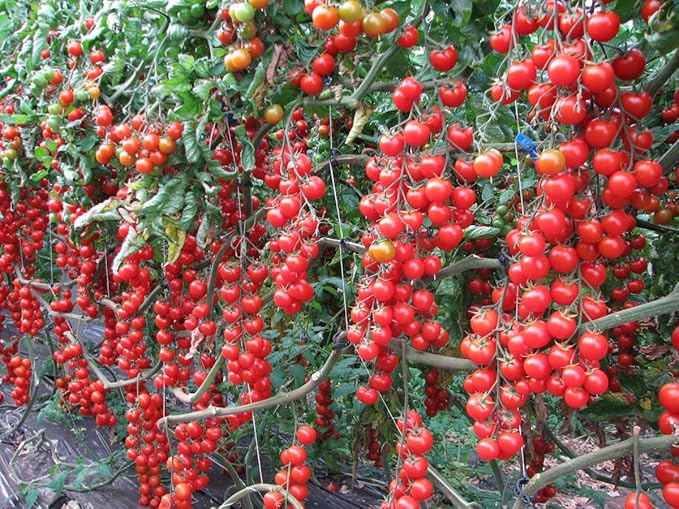 Seeds Vine Tomato Indeterminate Non GMO Heirloom