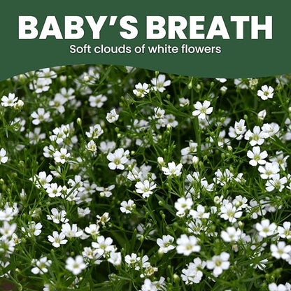 Baby’s Breath – 90,000 Seeds for Planting – 2026 Season – 4 Ounce Pouch