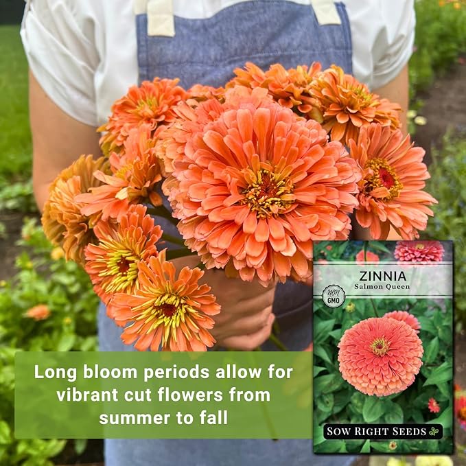 Sow Right Seeds - Salmon Queen Zinnia Seeds for Planting - Non-GMO Heirloom Packet to Plant & Grow an Outdoor Home Flower Garden - Annual, Giant Pink Blooms to Cut and Come Again (2)