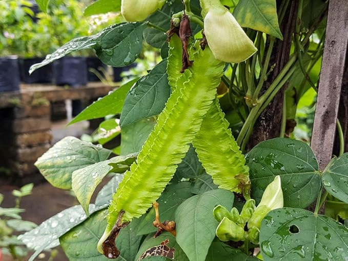 50+ Winged Bean Seeds – Dragon Bean, Four-Angled Bean – Tropical Climbing Vegetable – Non-GMO, Heirloom, Fast Growing – 60–90 Days to Harvest – Mai’s Family