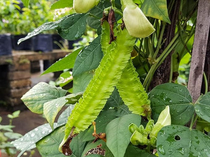 50+ Winged Bean Seeds – Dragon Bean, Four-Angled Bean – Tropical Climbing Vegetable – Non-GMO, Heirloom, Fast Growing – 60–90 Days to Harvest – Mai’s Family