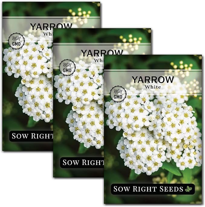 Sow Right Seeds - Common White Yarrow Seeds for Planting - Non-GMO Heirloom Packet with Instructions to Grow an Outdoor Flower Garden - Medicinal Herb & Native Wildflower - Perennial Achillea (3)