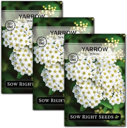 Sow Right Seeds - Common White Yarrow Seeds for Planting - Non-GMO Heirloom Packet with Instructions to Grow an Outdoor Flower Garden - Medicinal Herb & Native Wildflower - Perennial Achillea (3)