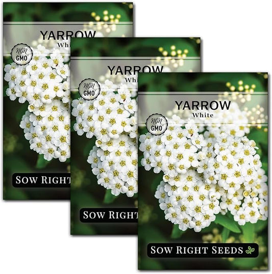 Sow Right Seeds - Common White Yarrow Seeds for Planting - Non-GMO Heirloom Packet with Instructions to Grow an Outdoor Flower Garden - Medicinal Herb & Native Wildflower - Perennial Achillea (3)