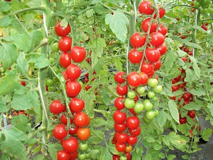 50+ Seeds Vine Tomato - Vegetable Red