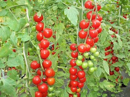 50+ Seeds Vine Tomato - Vegetable Red