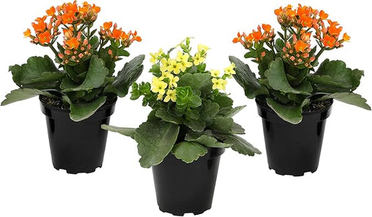 Florist Kalanchoe Live Succulent Plants (3 Pack), Flowering Flaming Katy Succulents, Easy Plant Care, Approx. 7 in. Tall, Drought-Tolerant Indoor Houseplants in 3.5 in Pots