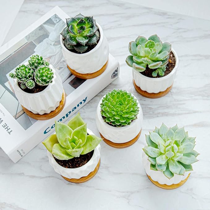 B SEPOR Set of 6 White Simple Porcelain Planters for Small Plant Pots Baby Succulent Cactus with Drainage and Saucer for Home Office Decoration Gift(White Stripes)
