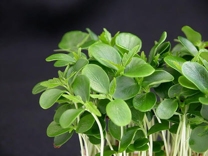 Seeds Garden Cress Broadleaf Indoor Lettuce Heirloom Vegetable for Planting Non GMO
