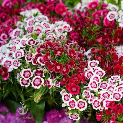 Sweet William Dianthus, Double Choice Mix, Pack of 10,000 Seeds by Seeds2Go