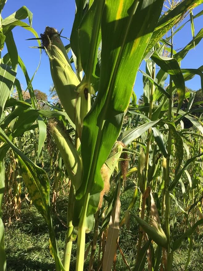 USDA, Organic, Silver, Hawaiian #9, Super, Sweet Corn, Heirloom, Open Pollinated, Non GMO