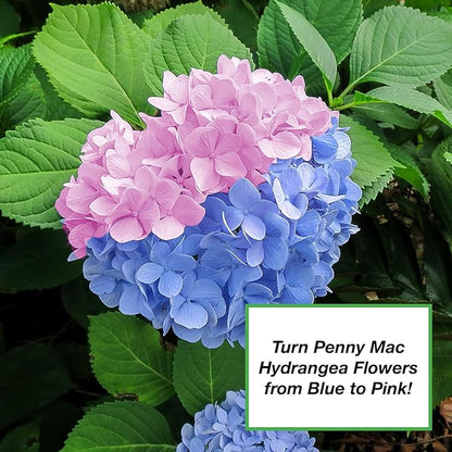 Perfect Plants Garden Lime Soil Amendment 2 qt. | 6lbs | Calcium Carbonate Rich for Horticultural Use | Garden, Lawn, & Potted Plants | Turns Acid Medium Basic (2 qt.)