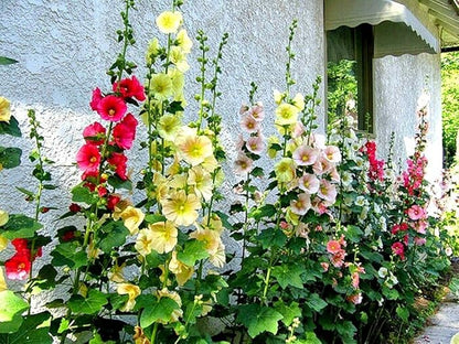 Seeds Hollyhock Seed Mix Malva 30+ Seeds for Planting Showy Perennial Flower Multicolor Mixture