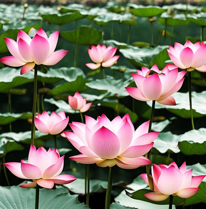 35 Pcs Mix Bowl Lotus Seeds, Water Lilys Flower Plant, Lotus Seeds for Planting Water Features Fresh Garden Seeds Non GMO Indoor and Outdoor