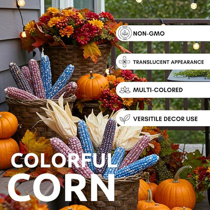 Glass Gem Indian Corn Seeds – 125+ Non-GMO Seeds – Vibrant Multi-Colored Translucent Kernels – Heirloom Variety – Ideal for Gardening, Decor & Crafts