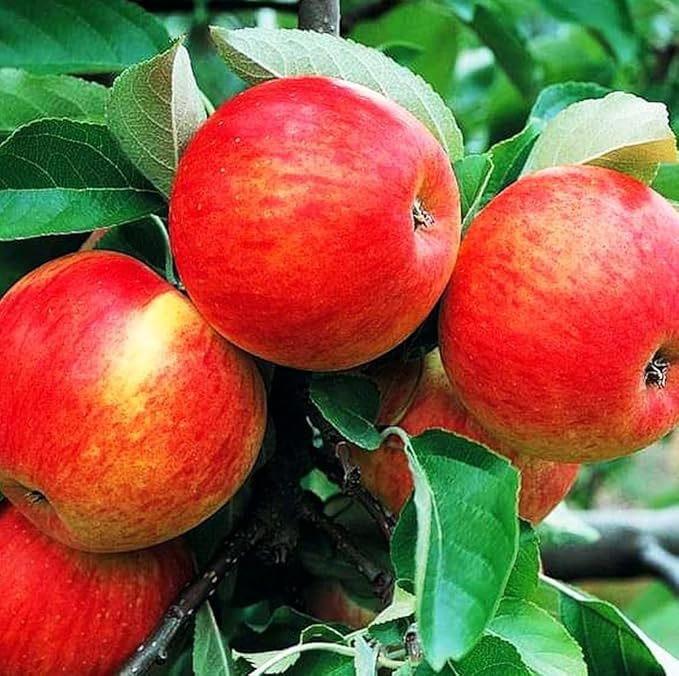 100 pcs Apple Tree Seeds Honey Crisp Honey Crunch Pomme Pommier Fruit Plant Bonsai Malus Seeds