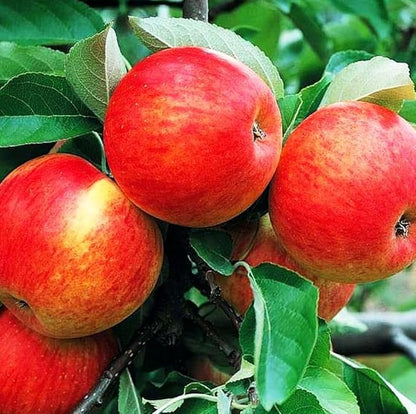 100 pcs Apple Tree Seeds Honey Crisp Honey Crunch Pomme Pommier Fruit Plant Bonsai Malus Seeds