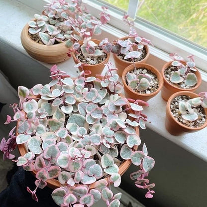 Terracotta Starter Pots with Saucers – 4 Inch Clay Planting System for Healthy Roots, Reliable Drainage & Indoor Growing, Ideal for Succulents, Seedlings & Small Spaces