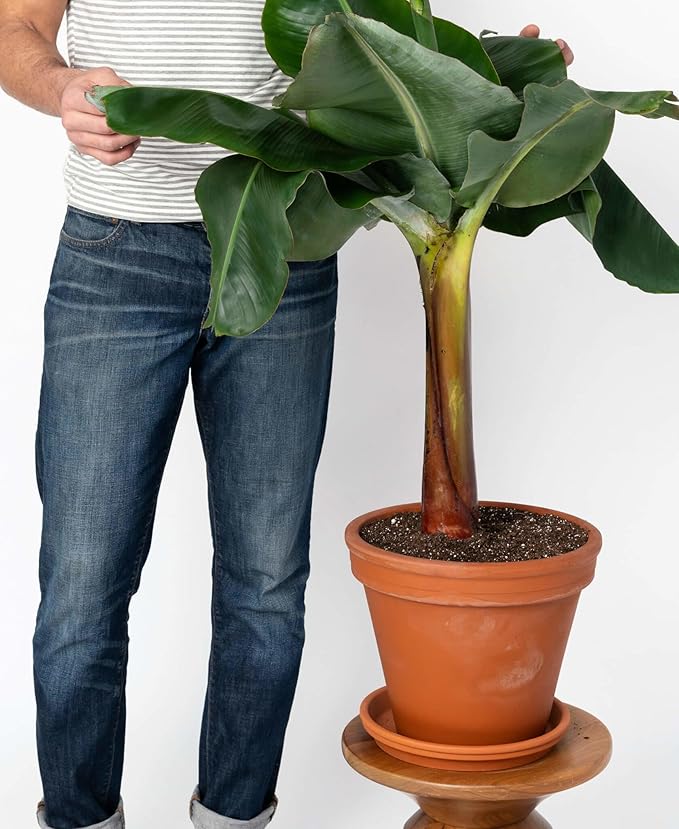 Premium Banana Tree Potting Soil by Gardenera - 2 Quart - Superior Blend for Strong and Healthy Banana Plants - Provides Essential Nutrients and Moisture Control