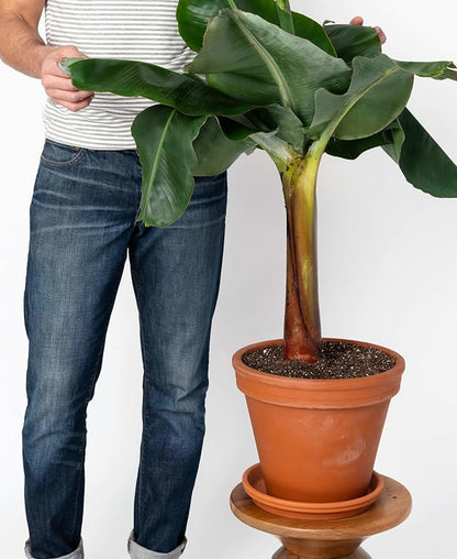 Premium Banana Tree Potting Soil by Gardenera - 2 Quart - Superior Blend for Strong and Healthy Banana Plants - Provides Essential Nutrients and Moisture Control