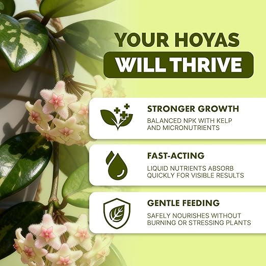 Hoya Fertilizer – Liquid Plant Food, Supports Thick Leaves & Steady Growth, 8 oz