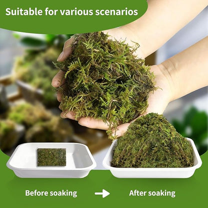 Compressed Sphagnum Moss for Plants & Reptiles (3pc)– Dried Peat Moss, Moisture-Retentive for Indoor Plants, Orchids, Terrariums, Reptile Bedding (100% Natural, Reptile-Safe
