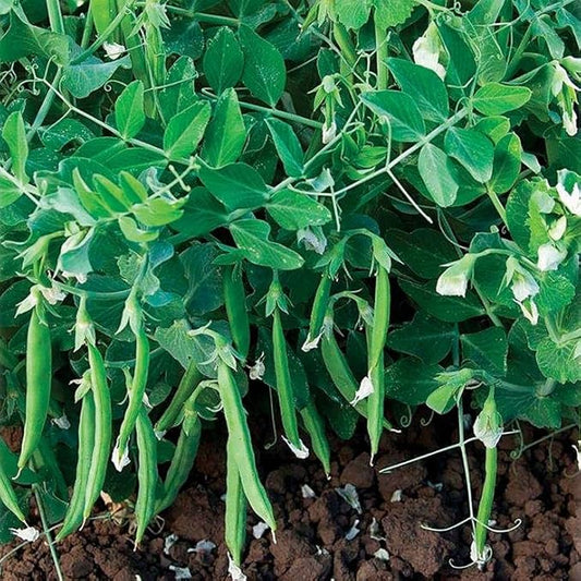 Park Seed Snak Hero Snap Pea Seeds, Pack of 100 Seeds – AARS Winner 2020, 65 Days to Maturity, Compact Climbing Vine, High Yield, Sweet and Crunchy Pods, Ideal for Small Gardens, and Hanging Baskets