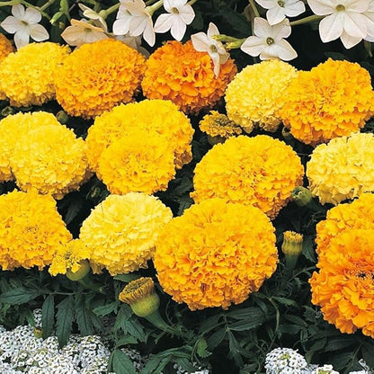 Seeds Flowers Mexican Marigold Cool Mix Annual - 250 Seeds