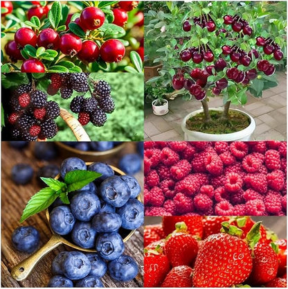 Fruit Seeds Variety Pack 1500pcs 6 Types – High Yield – 400pcs Strawberry, 200pcs Blueberry, 300pcs Raspberry, 300pcs Mulberry, 200pcs Cranberry,20 Cherry