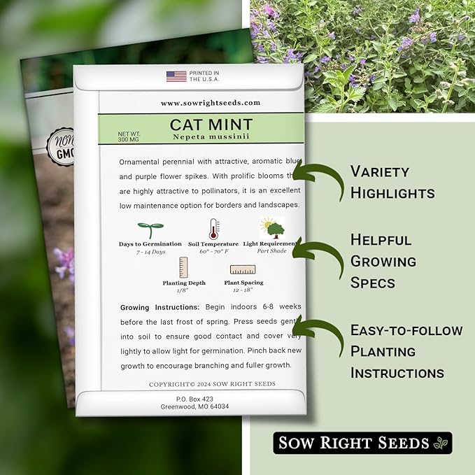 Sow Right Seeds - Catmint Seeds for Planting - Perennial Cat Mint Plant - Easy to Grow Nepeta for Attractive Garden - Ideal for Pollinators - Heirloom Non-GMO Variety - Indoor or Outdoor Growing (2)