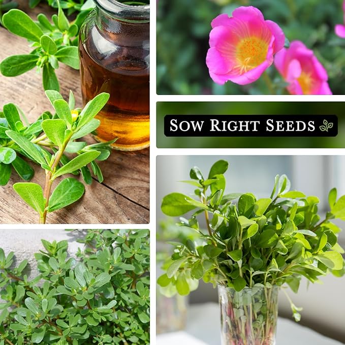 Sow Right Seeds - Purslane Seeds for Planting - Non-GMO Heirloom Packet with Instructions to Grow an Outdoor or Indoor Vegetable Garden - Rare Edible & Culinary Variety - Medicinal Benefits & Uses (3)