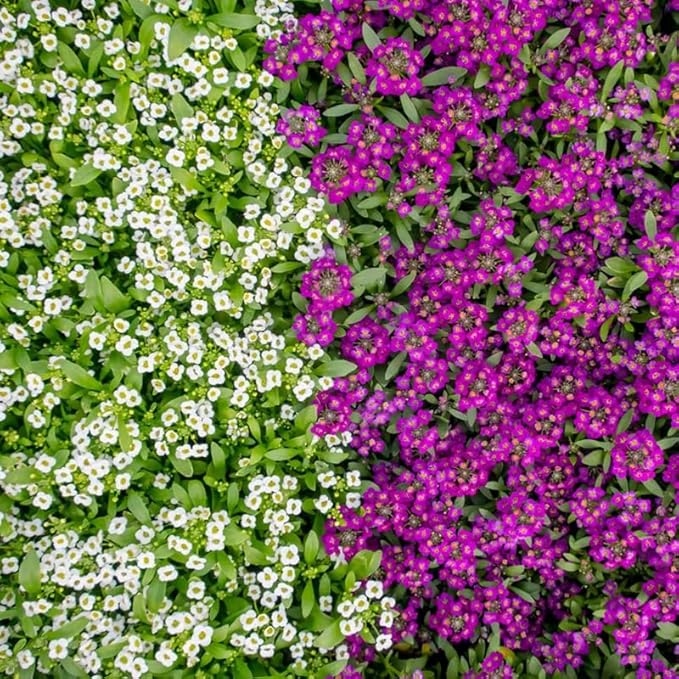 200+ Mix Sweet Alyssum Seeds Groundcover Flowers Garden Planting