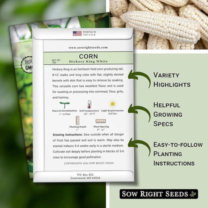 Sow Right Seeds - Hickory King White Corn Seeds for Planting - Non-GMO Heirloom Packet with Instructions to Plant & Grow an Outdoor Home Vegetable Garden - Rare Cream Color, Large Stalks and Ears (3)