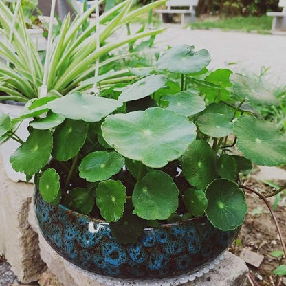 Lotus Bowl Planter for Indoor Water Planting - Hydroponic Container with Lotus Flower Design, Perfect for Growing Lotus Seeds in Water, Decorative Aquatic Plant Bowl for Home, Patio, Zen Garden Decor