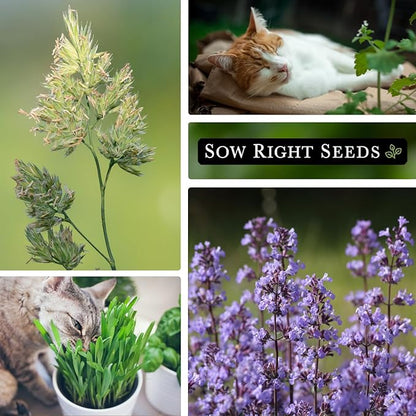 Sow Right Seeds - Catnip and Cat Grass Seed Collection for Planting Indoors or Outdoors - Includes Popular Herb Catnip and Cat Grass (100% Sweet Oat) - Non-GMO Heirloom Packet - Pet Friendly