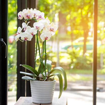 10Pcs Plant Stakes,Plant Sticks,Garden Green Bendable Single Stem Plant Support Stakes for Indoor and Outdoor Plants,Potted Plants,Flowers Orchid Peony Rose-15 Inches