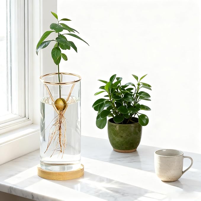 2 Pack Avocado Tree Growing Kits - Avocado Growing Vase - Avocado Seed Starter Vase Glass Plant Pot Easy Seed Sprout Starter Gift for Women Gardening Lovers Home Office Table Decoration (Gold)