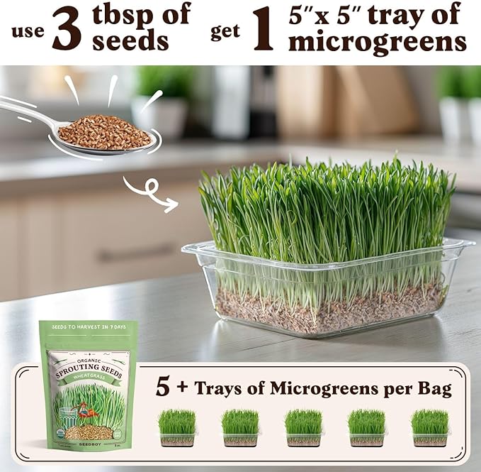 Seedboy Organic Wheatgrass Seeds – Hard Red Spring, Non-GMO, USA Grown Microgreens & Sprouting Seeds – 8 oz Bag Yields 8 Quarts (Hard Red Spring Wheatgrass)